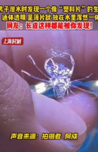 “彻底解释不清了！”一男子在海南三亚潜水，一头扎进水里，结果他好一会没有上来，不