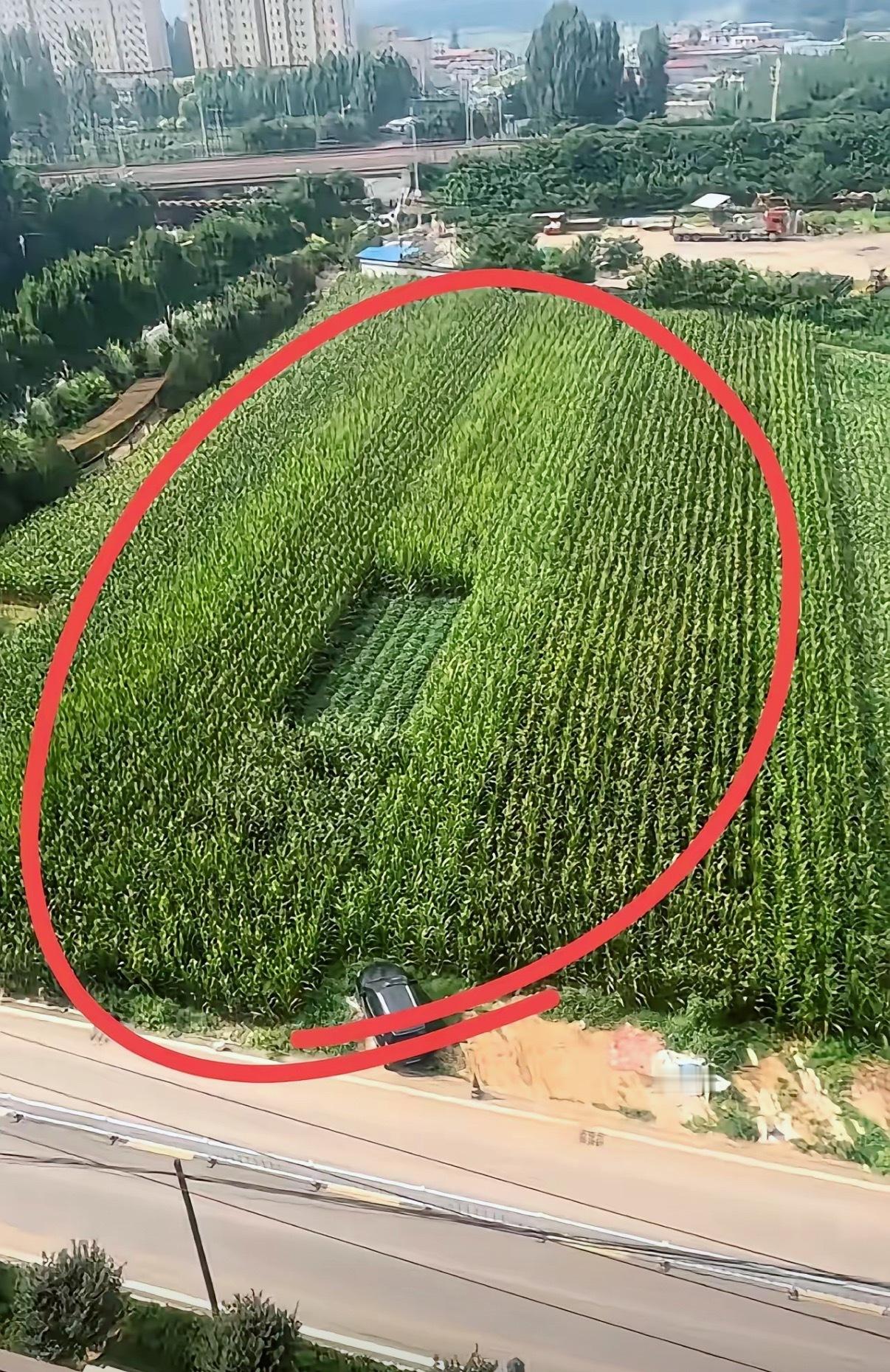 这户人家很聪明啊，在地中间种菜​​​
