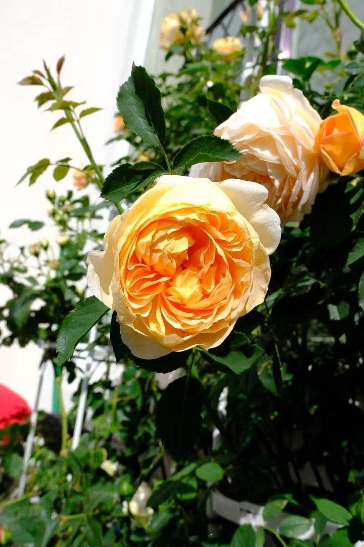 “夏洛特夫人”一年前买来时是那样的（图1左），一年后如图2-5乖妈摄影