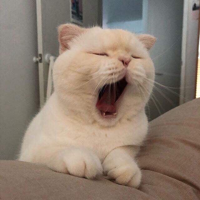 今日猫咪大赏​​​
