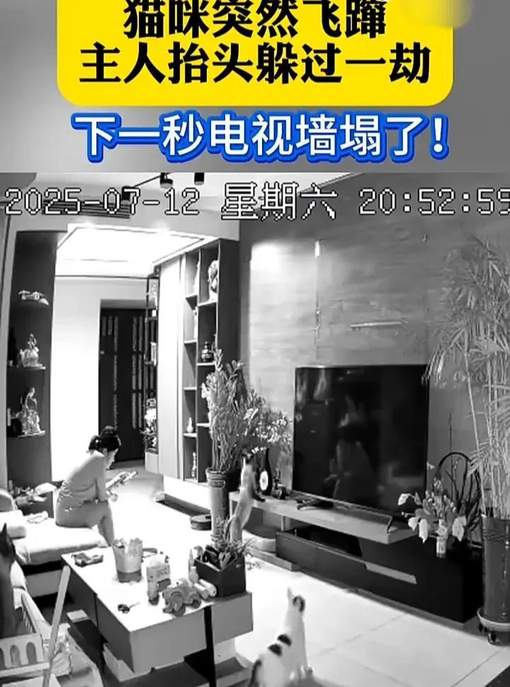 太神奇了！7月12日，山东一名女子正坐在沙发上玩手机时，家中的小猫原本很安静地蹲