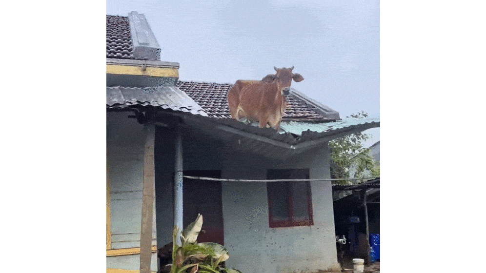 农户家中突然掉下来一就像1967年M国那起神秘的马被屠宰事件，知道是谁干的，