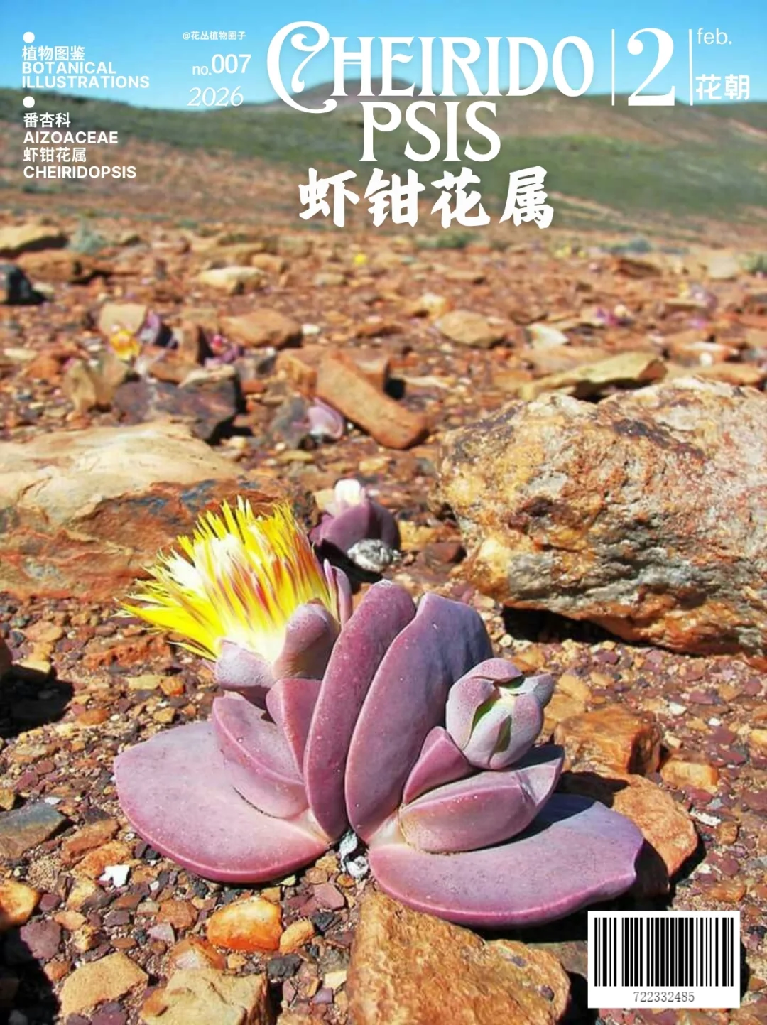 虾钳花属Cheiridopsis