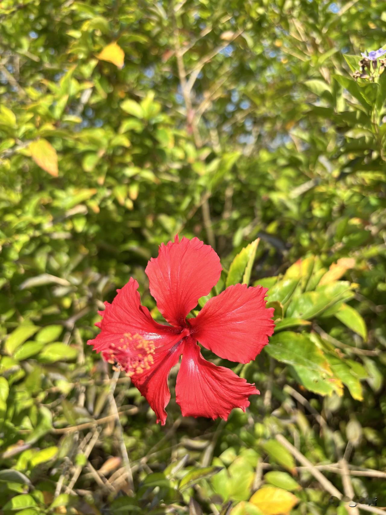 昨天只吃了中午一餐，下午吃点草莓车厘子，一点坚果，晚饭也没有吃了。昨晚去高二娃班
