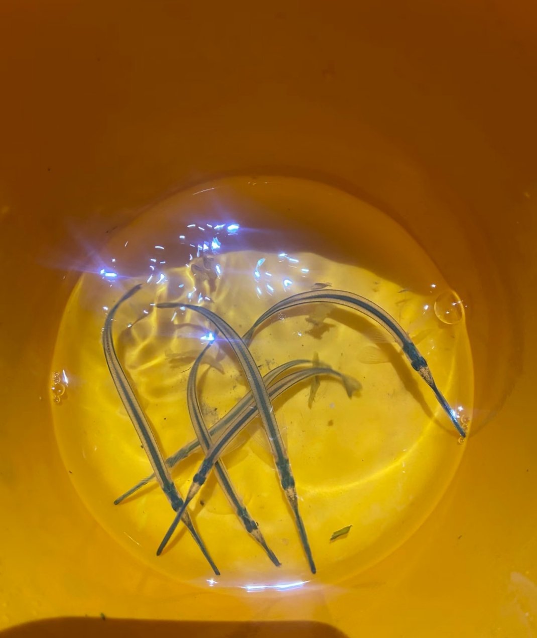 海里的鱼怎么会出现在玄武湖？第一次在玄武湖看到这种鱼，这是海龙吗？本来想带回家养