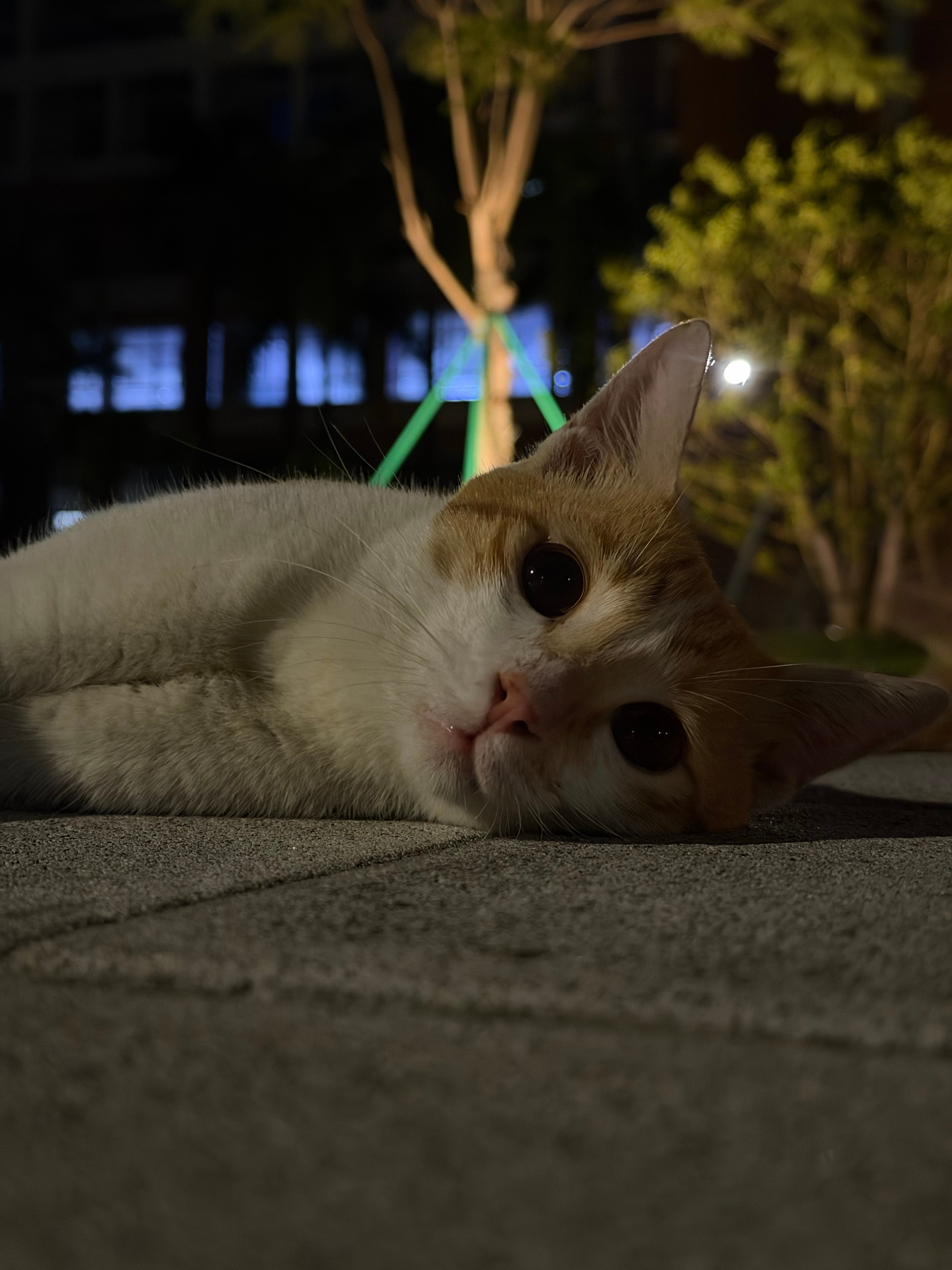 好萌的咪​​​