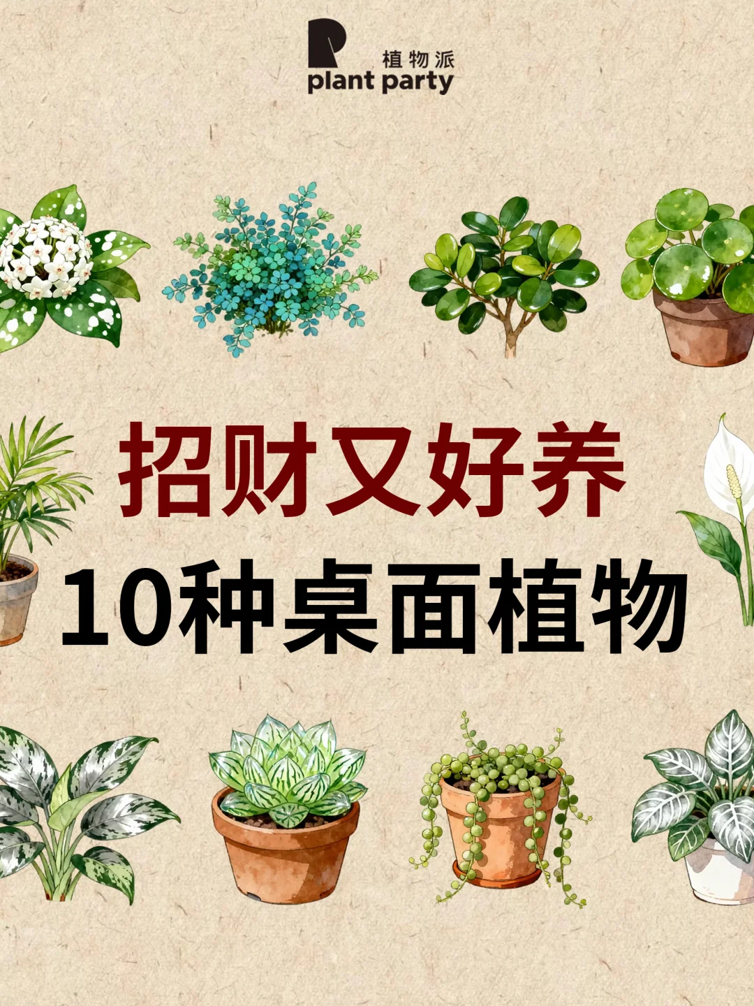 10种招财好养的桌面植物🪴升💰运和能量