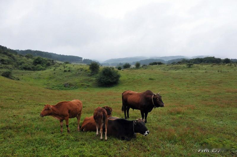 上联：烟笼碧野云藏翠；诚邀下联露染红花柳带香。