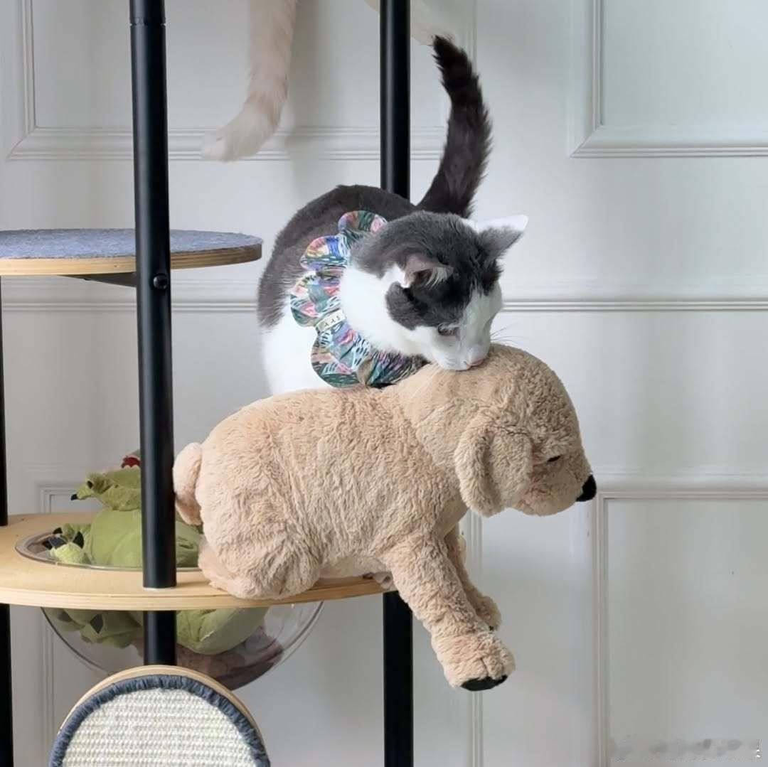小猫咪的玩具收集癖cr：zipsaholic​​​