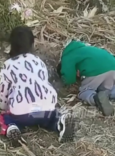 孙子孙女从呱呱坠地开始就跟着奶奶，只是在喂奶的时候妈妈才抱一会，夜里奶奶搂着，白