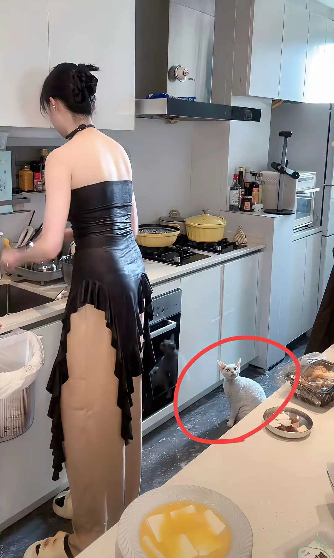 猫：你看啥呢？去帮忙做饭