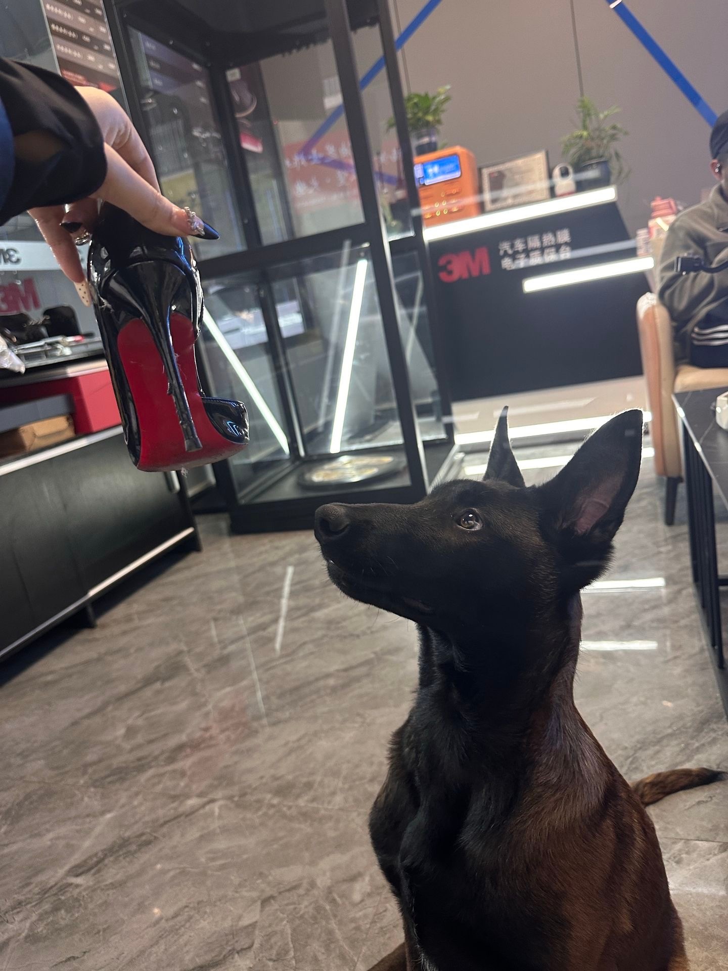 小狗又被奖励了