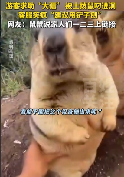 “笑不活了！”四川，男子拍摄土拨鼠，刚将大疆设备放洞口，结果，下一秒就被土拨鼠叼