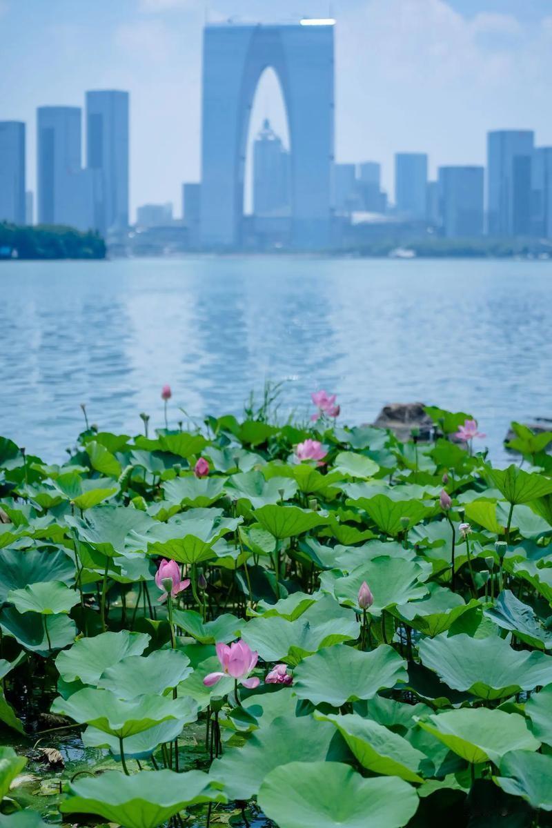 火上央视！苏州六月荷花市爆火，一朵荷花带火整座古城经济谁说小众市集难出圈？