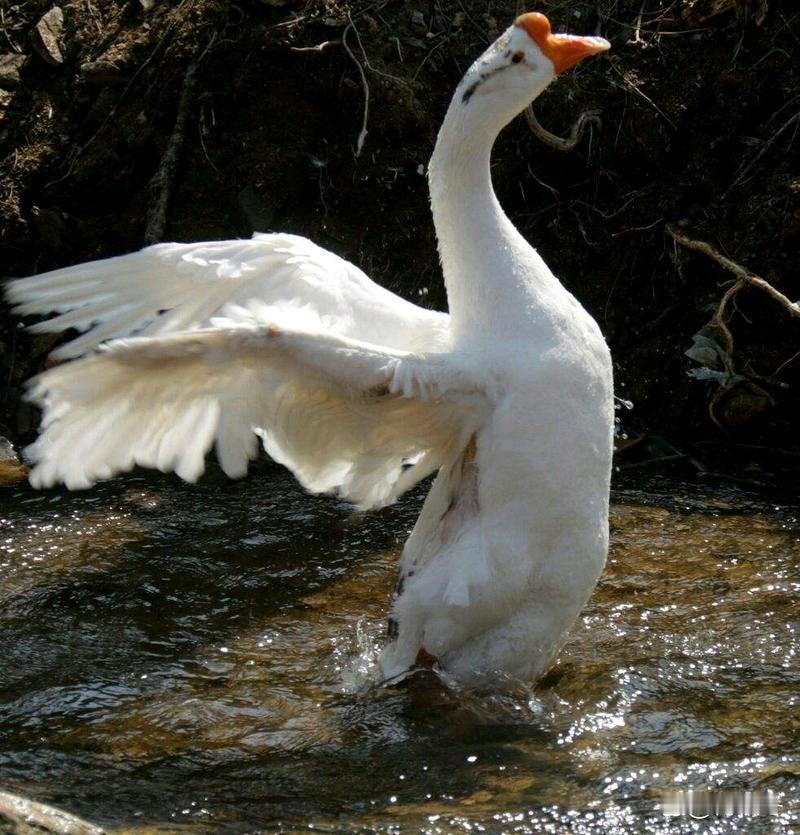 近日内蒙古，男子因为家中两只大鹅的关系不好，就把其中一只大鹅养在羊圈里，跟羊一起