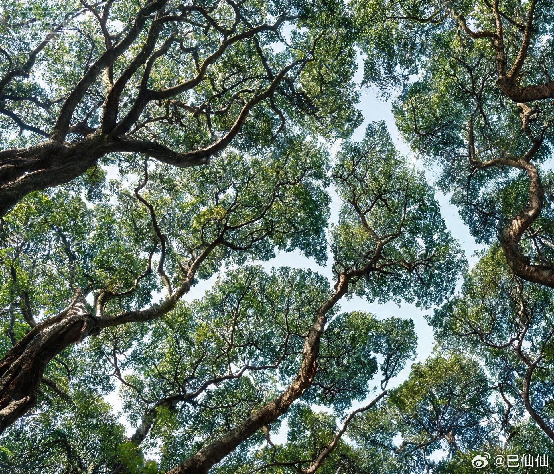 树冠羞避，玄学中的“比劫不争”自然界有一种奇观，叫“树冠羞避”纵使林间枝干交错、