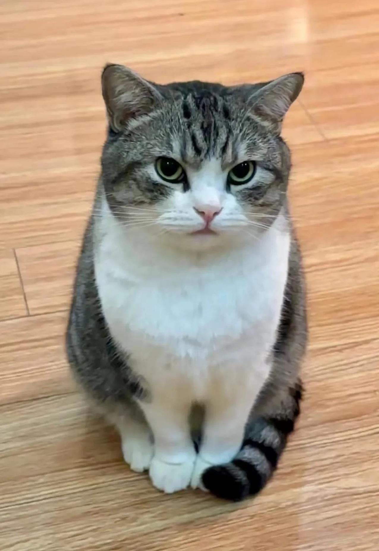 啥叫神情恍惚、目光呆滞？这只雄性猫咪，肢体语言完美诠释了……跟女朋友分手1