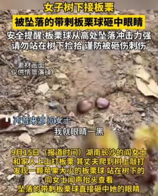 “太吓人了！”9月15日报道，湖南长沙，一女子和家人上山打板栗，女子直接站在树下