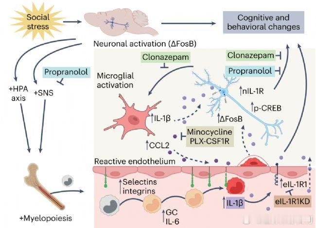 抑郁焦虑会抑制免疫细胞活性我的防护手册全民营养提升计划抑郁和焦虑情绪确实会影响