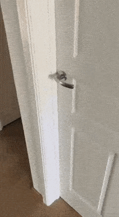 如此欺负狗，真的合适吗？看狗子这表情，真是绝望透顶啊！[捂脸哭][捂脸哭][捂脸哭][