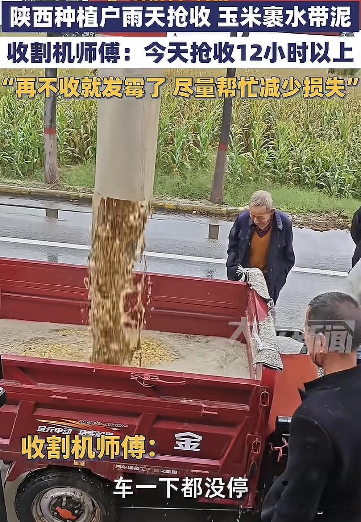 太可怜了！陕西玉米种植户请收割机师傅帮忙收玉米，收割机倒出了来的玉米竟然整根的，