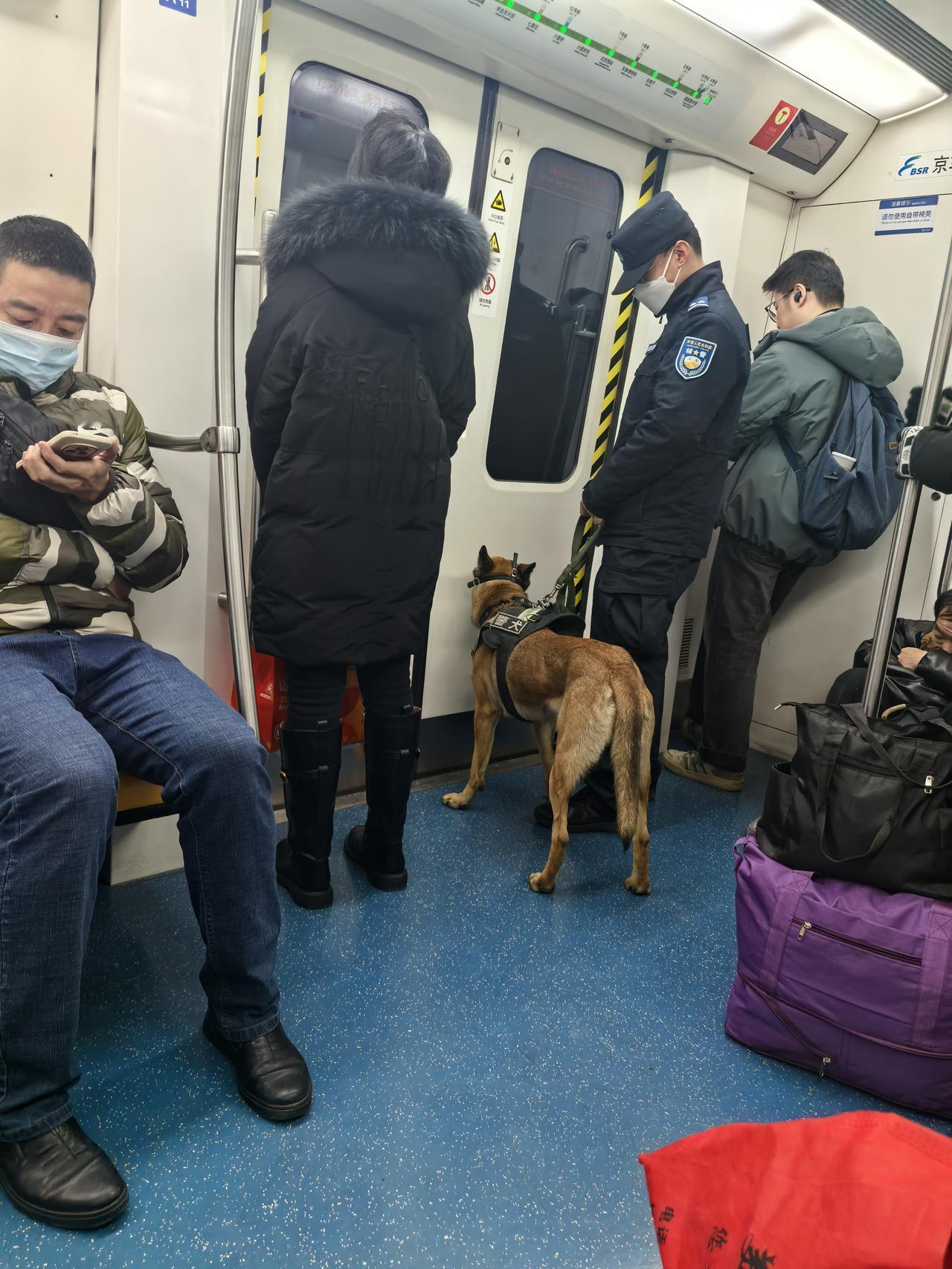 大姑娘上轿头一回，地铁上见狗也第一次，你看见过吗？