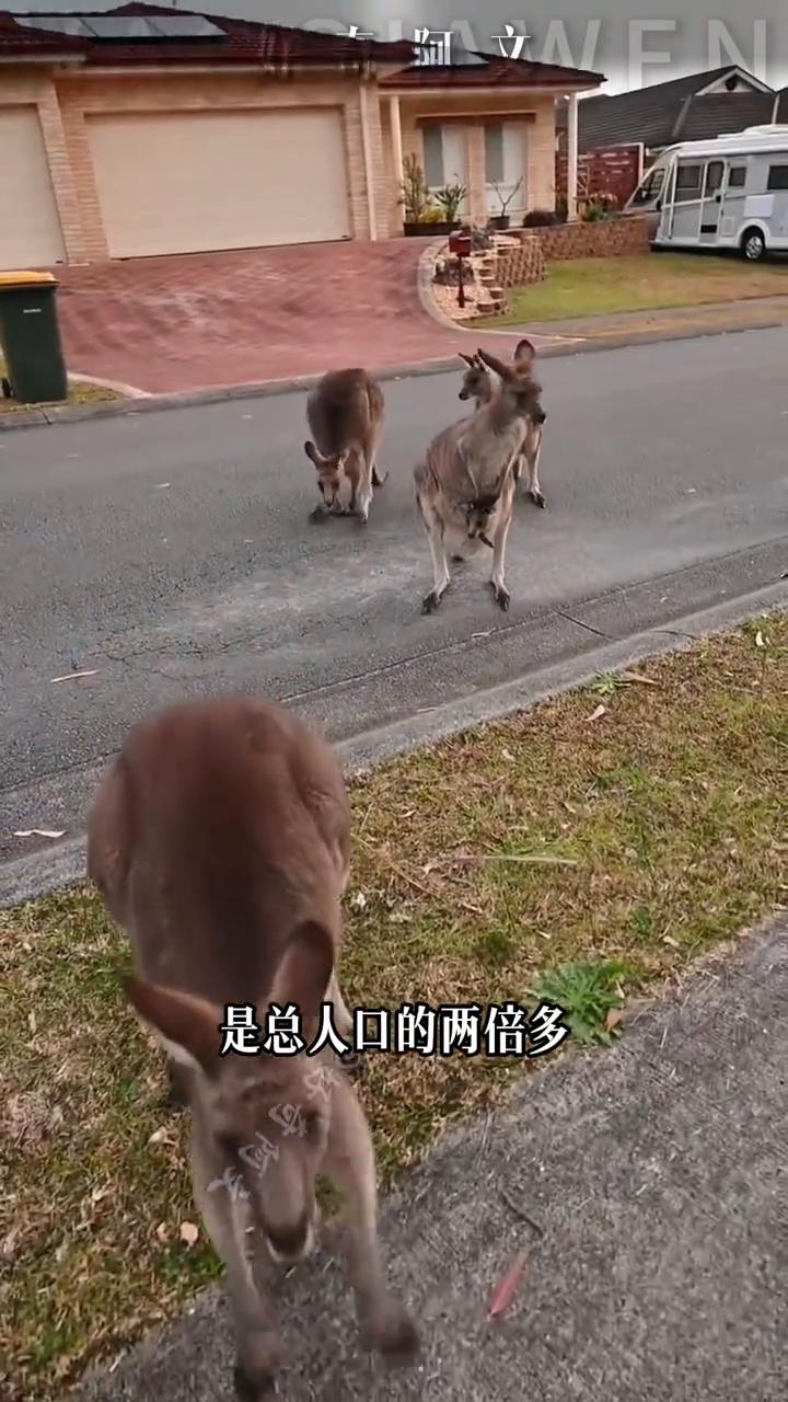 成年人能不能打的过袋鼠？袋鼠故意在狗子面前装出一副被吓破胆的模样，一边后退一边