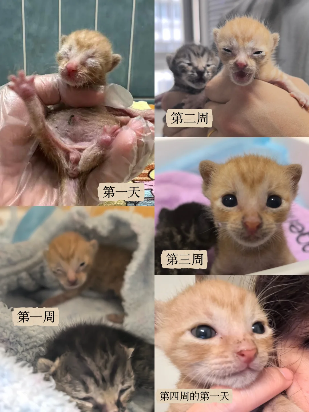 全上海的心软神都在暴雨天捡猫