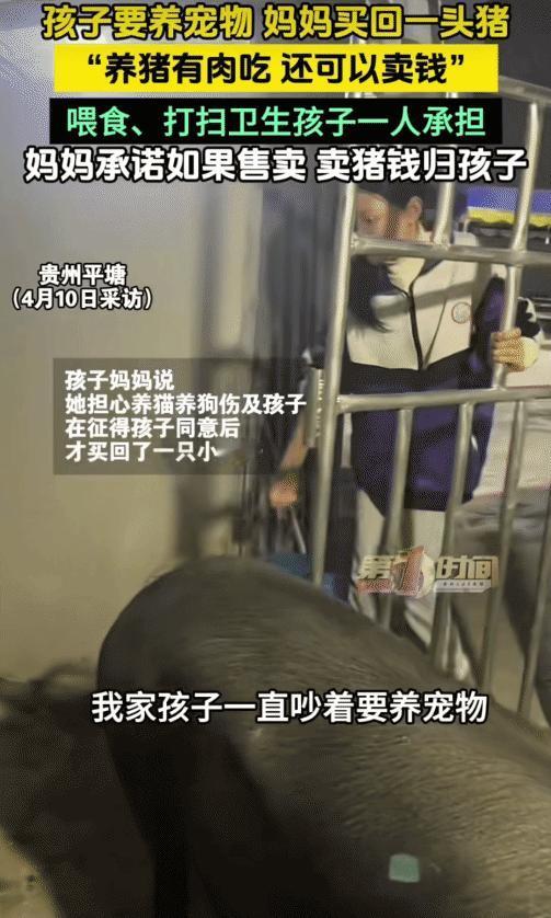 “太有经济头脑了！”贵州平塘，孩子要养宠物。没想到，妈妈买回一头猪让孩子养。妈妈