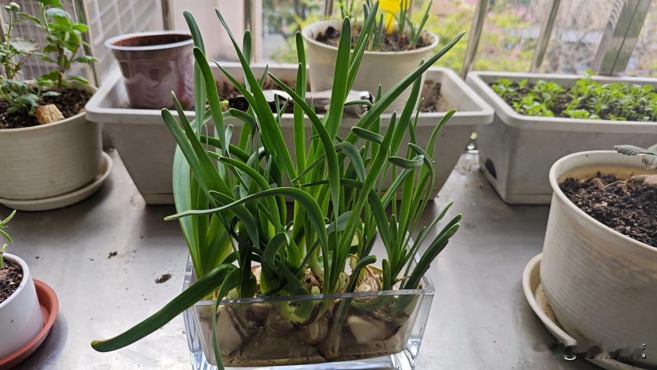 之前网上说水仙种球3年才能开花，我还不信，以为种球泡后，发长势喜人便误以为会出现