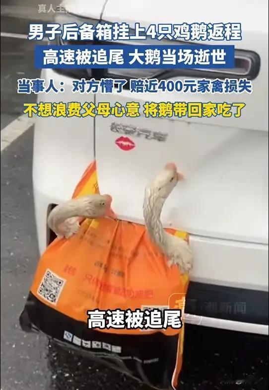 后备箱挂4只鸡鹅开开心心返程，结果被追尾，这一幕真是想着都好笑？2月24日