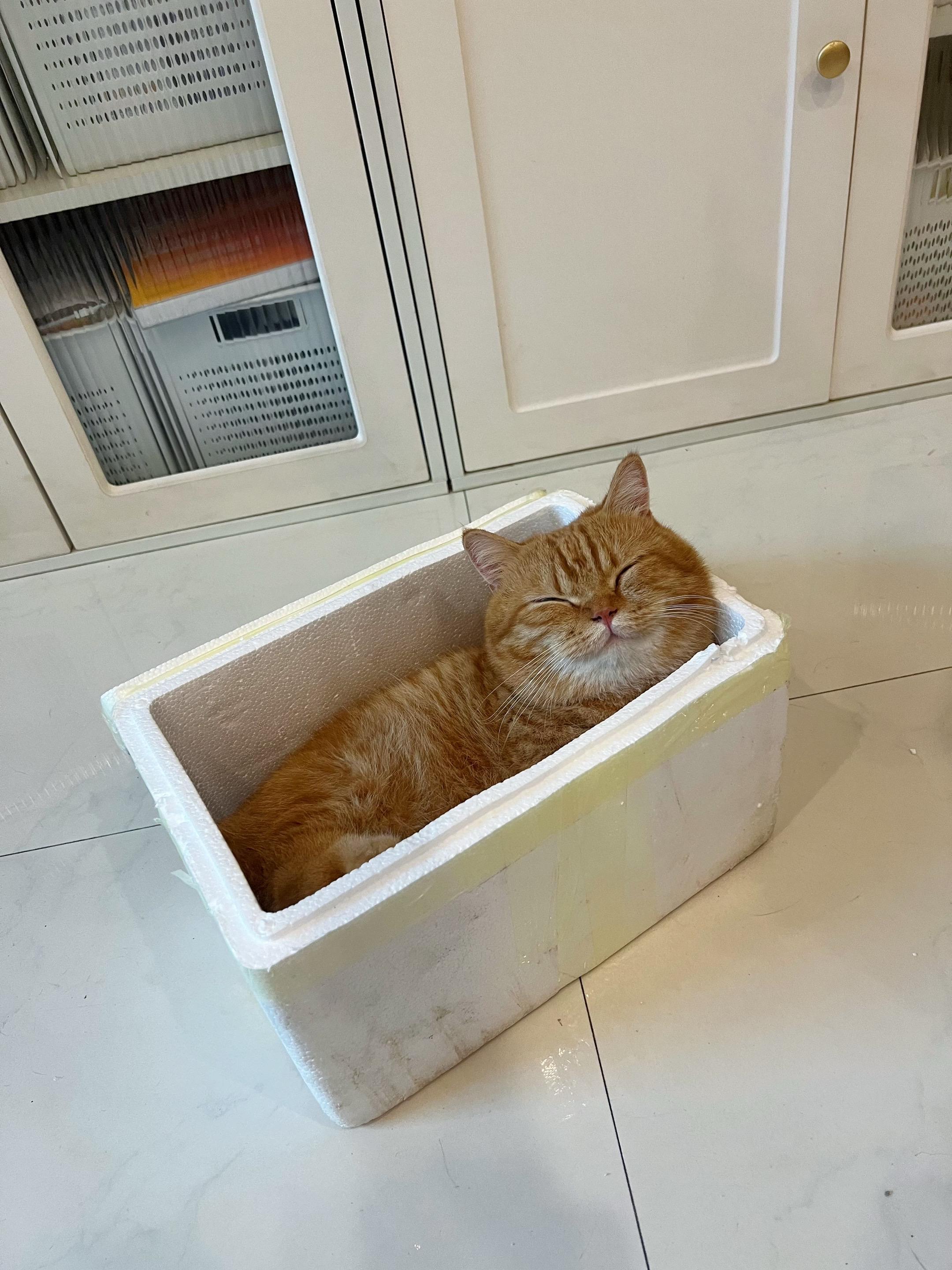 这玩意冷链包邮到家的哦～治愈猫咪