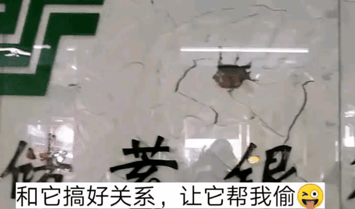 弱弱的问一句，这银行里面养老鼠这种宠物是有什么说法吗[思考]