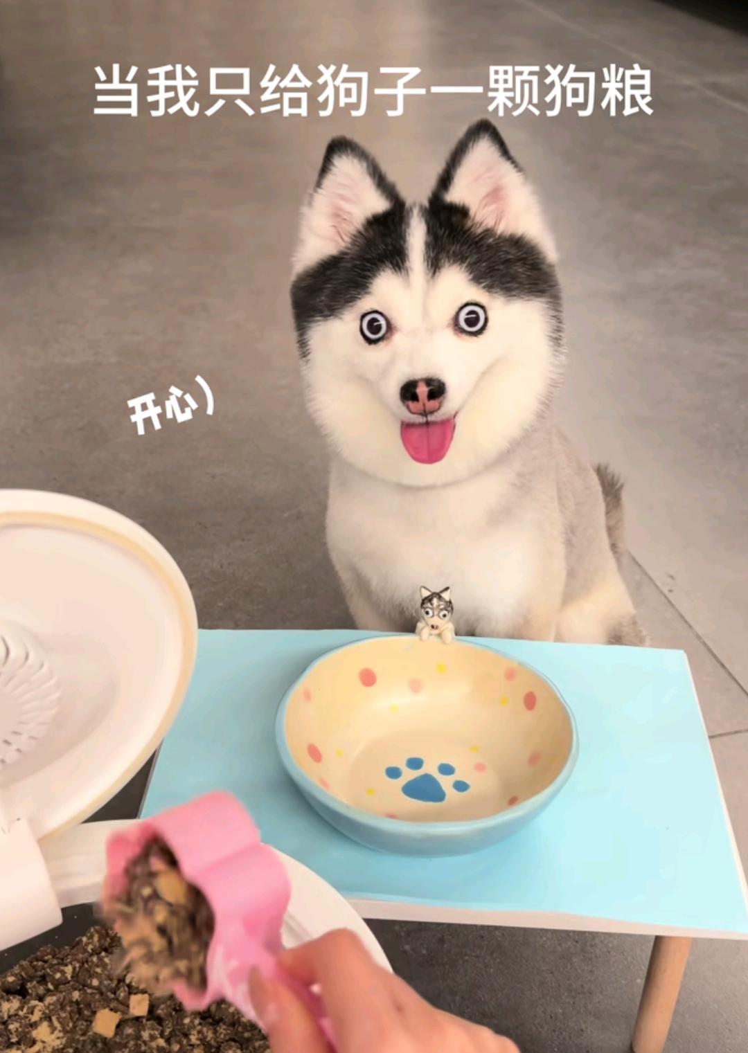 这是啥狗，长的也太可爱了吧！眼神好清澈，博美和二哈的串吗？这个长相，眼睛圆溜溜