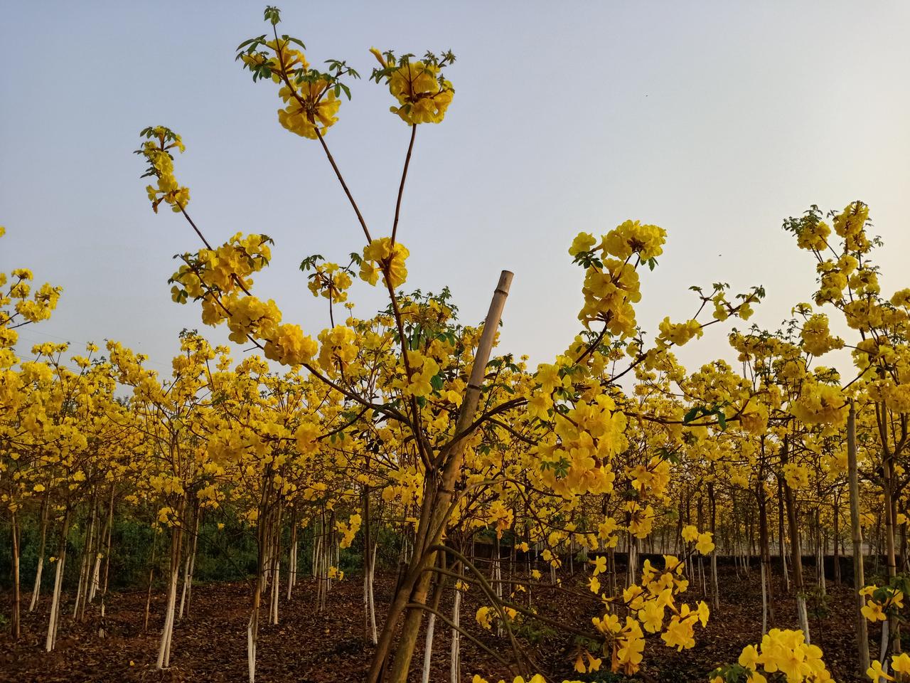 泸县天兴镇志成黄花风铃园，现正是花期盛开的时候，真的很美。正值春游季节，每天都有