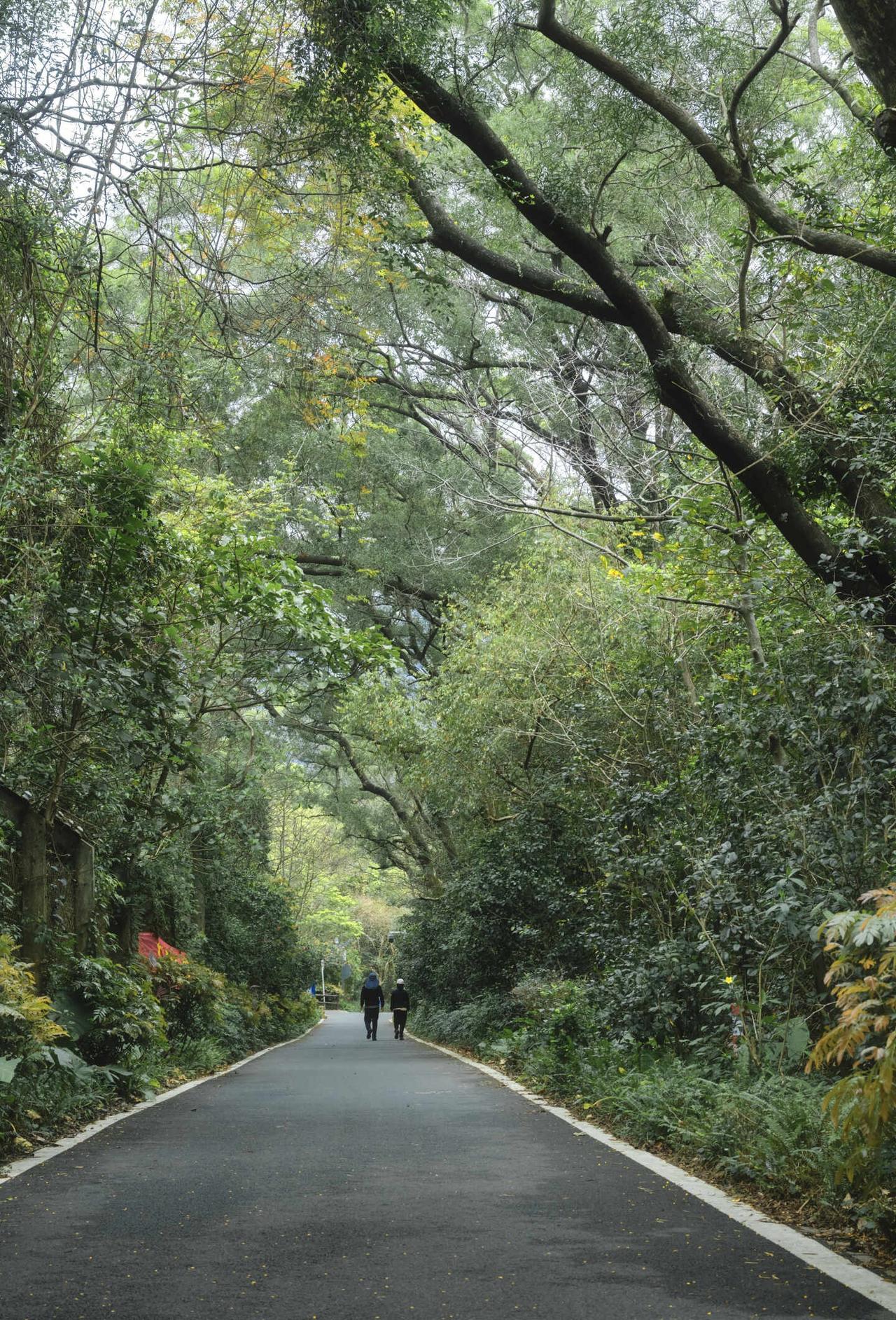 深圳绿道徒步3小时，一条通往春天的路！树会知道春天的来意！这次徒步一条被春绿包
