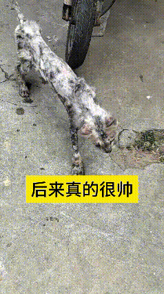 看完这个视频心里特别感慨，谁能想到当初脏兮兮的流浪小动物，好好照料之后能脱胎换骨