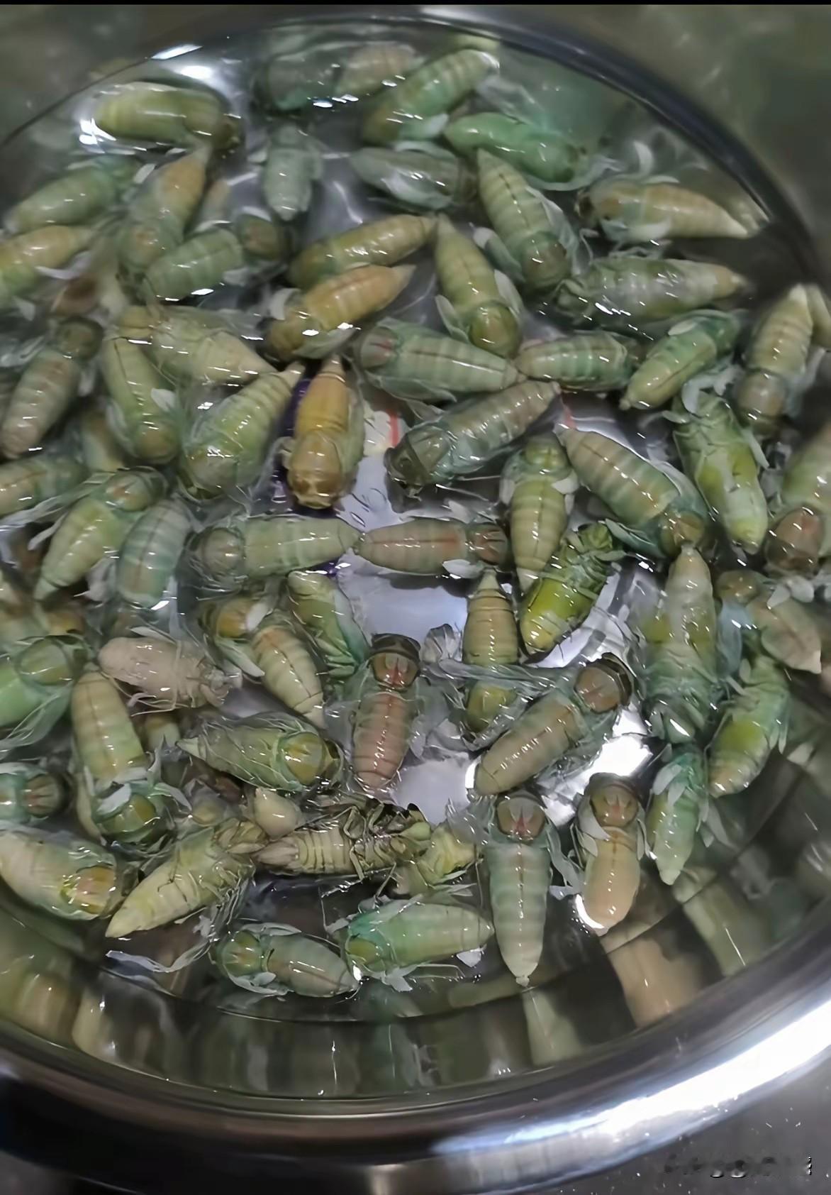 这东西是一道美食，有一年在山东曾经吃过油炸的，味道比较香，迄今还让我回味无穷！
