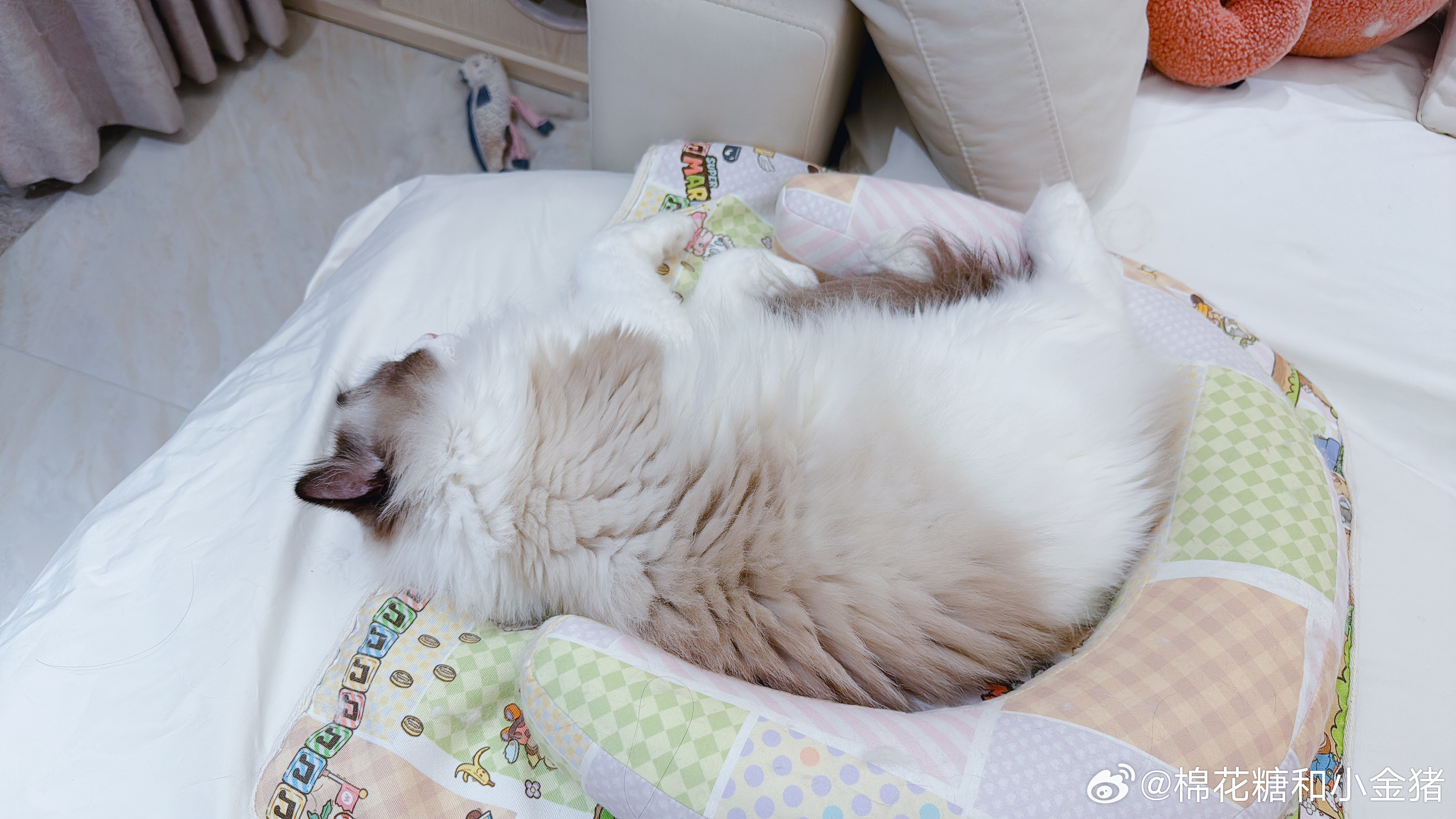 我的猪哼可爱鼠了！想一口吃掉！
