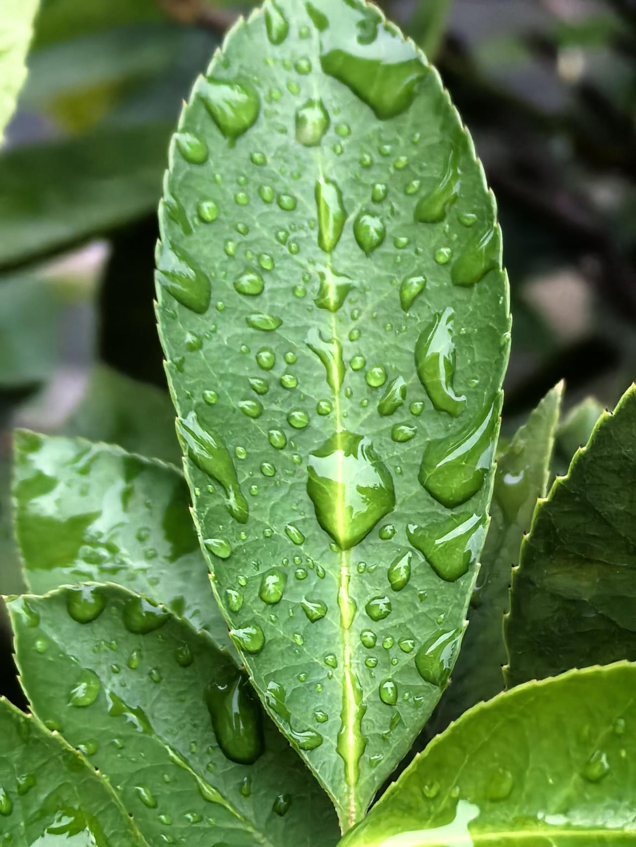 作者加速成长计划一场细雨打落叶满地，清风掠过，捎来淡淡的桂香。秋意慢慢铺展开来，