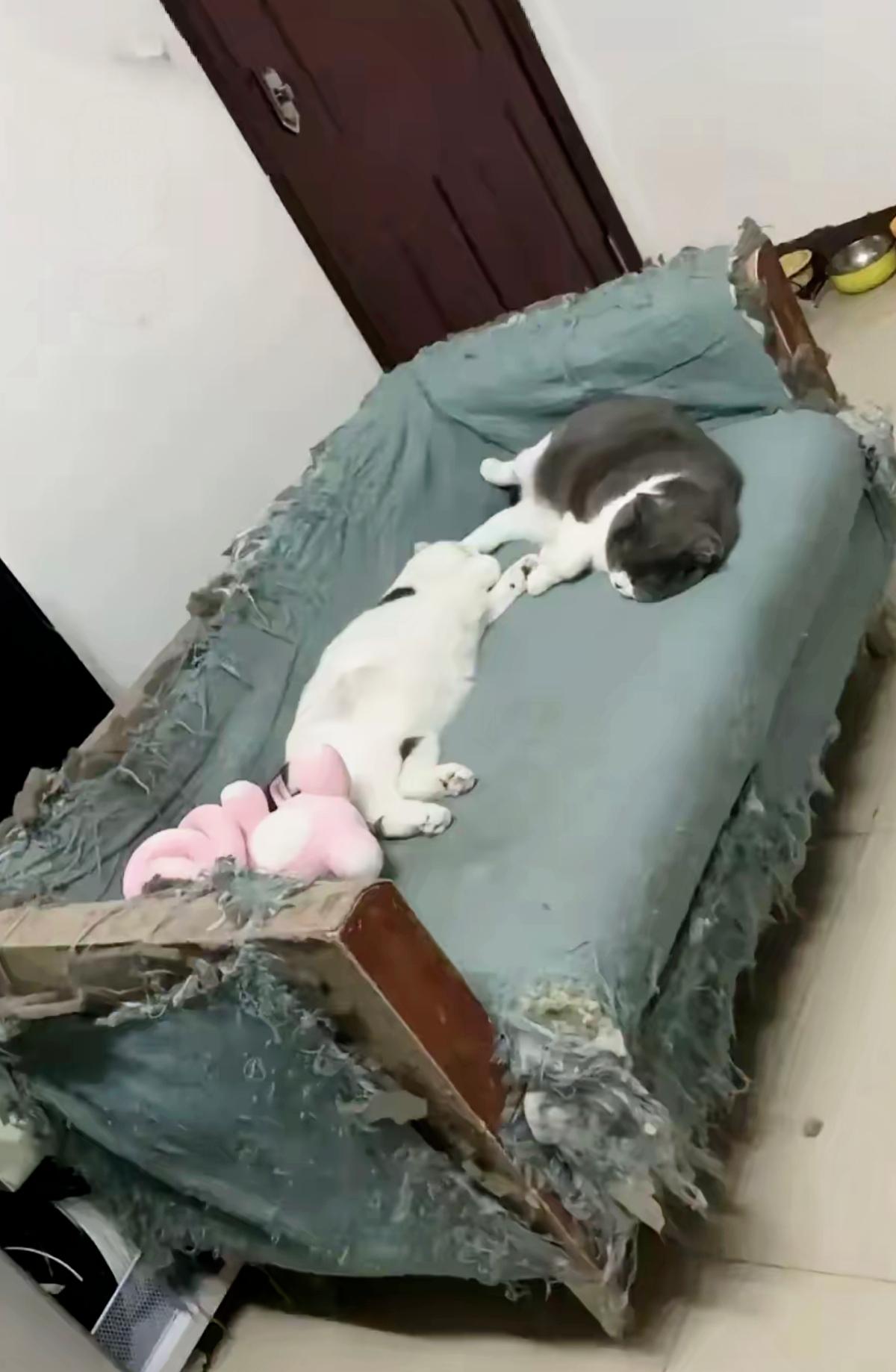 别扔！我家几千块都不卖的“乞丐沙发”，藏着养猫人的浪漫谁懂