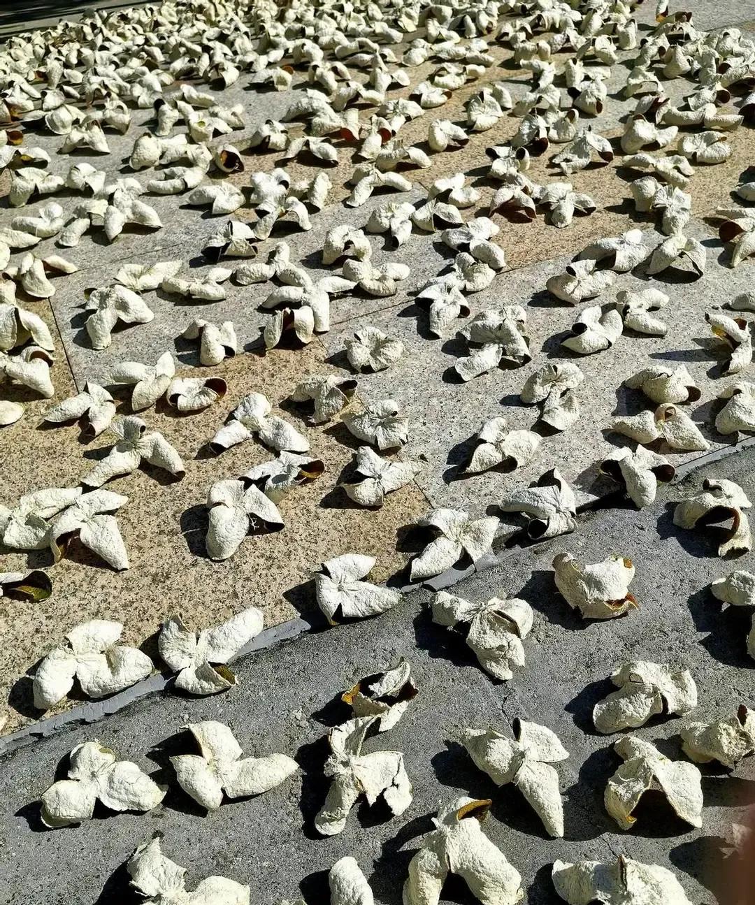 东莞那帮粤S老哥周末杀到新会，直接给柑价抬了两块。我上周在双水村口蹲点，看他们