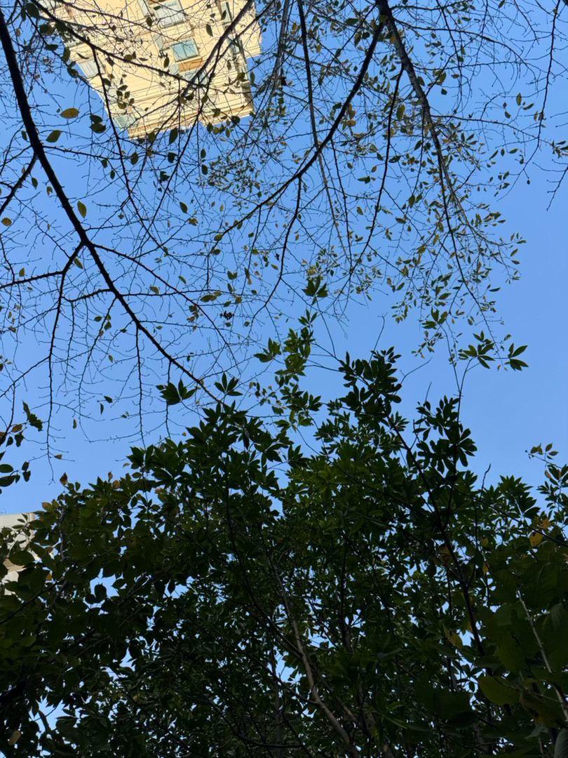 阳光已经褪去了高温带来的暑气，而秋风让下午的这个时刻变得非常美妙……​​​
