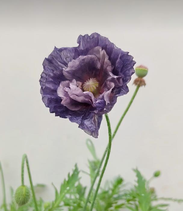近两年花艺圈大火的虞美人惊艳灰，也叫惊叹灰，是市面上十分稀缺的复古色系虞美人品种