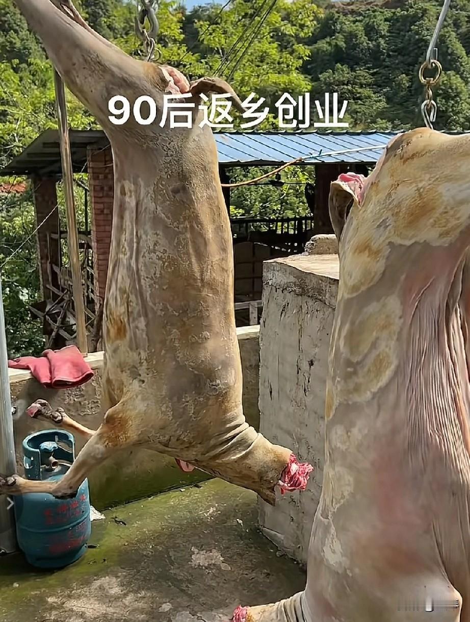 宜宾90后养羊遇“采购诈骗”,差点被骗。“每天订两只羊,长期合作”——