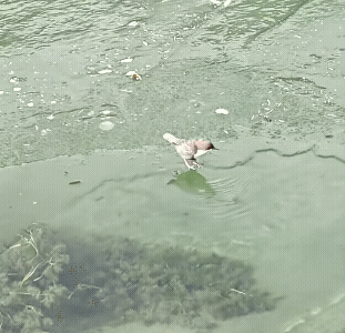 被一只鸟打击了，没想到为了生活，鸟都学会潜水了人类总自认为无所不能，在这只小鸟