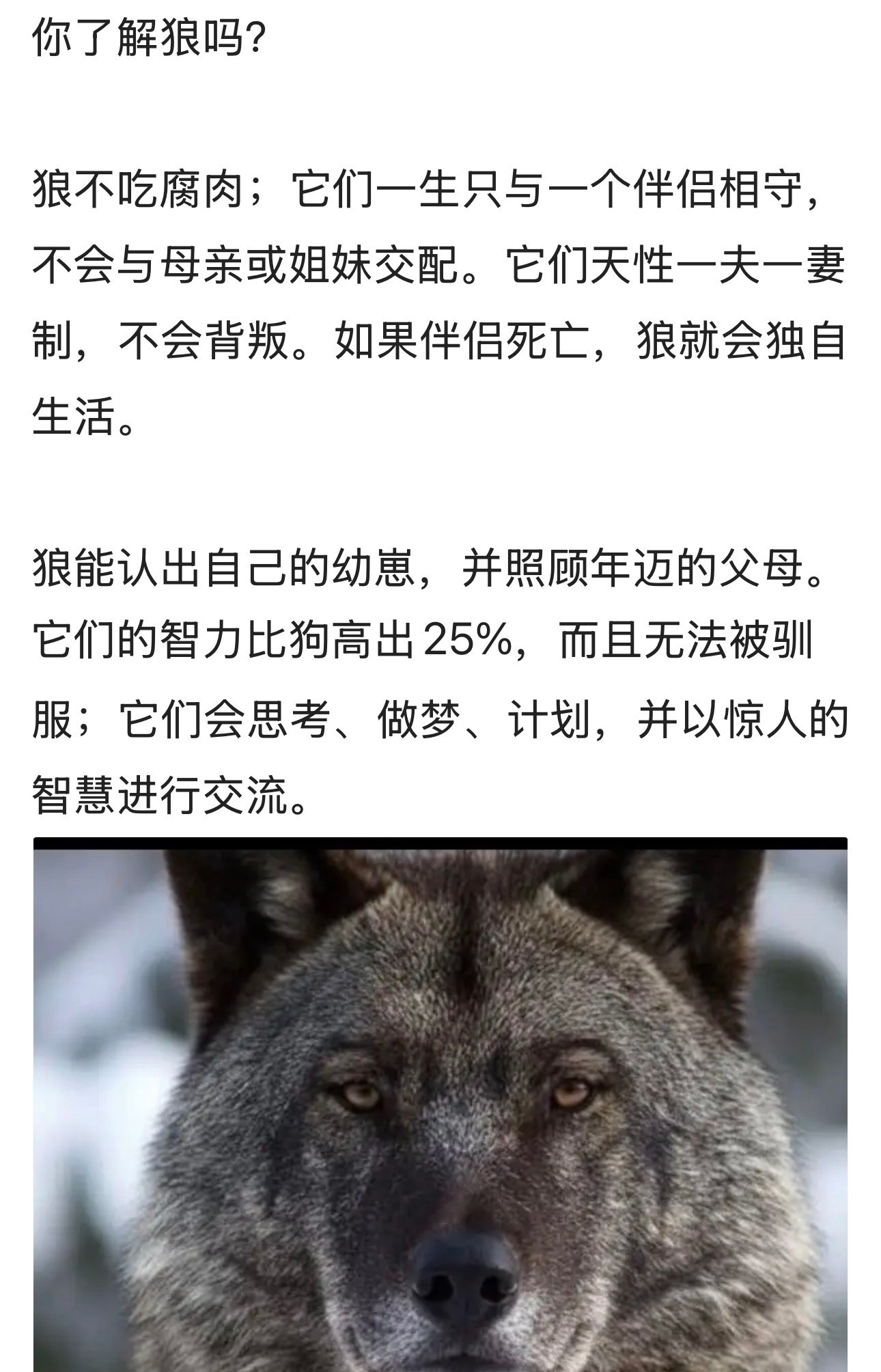 你了解狼吗？没想到它在感情上如此忠诚…。动物世界