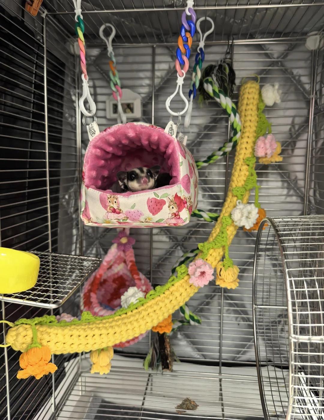 蜜袋鼯领养家有一只10个月大的绝育弟弟，蹲一只妹妹领养作伴，每天有新鲜蜜粮和鲜