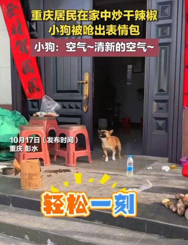 万物皆有灵性！重庆，主人在家中炒干辣椒，家中的小狗直接被呛成表情包，简直是既搞笑