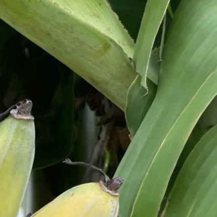 香蕉种植教程1.土壤选址：选用疏松肥沃的微酸性泥土，地块保证光照充足、排水顺畅